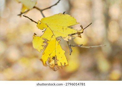 A partially intact leaf on a tree during the fall