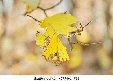 A partially intact leaf on a tree during the fall