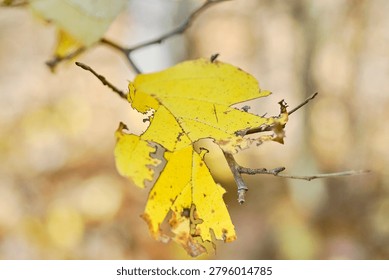 A partially intact leaf on a tree during the fall