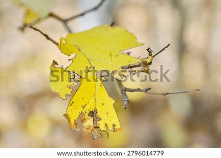 A partially intact leaf on a tree during the fall