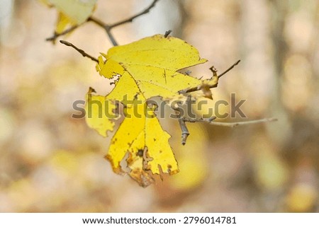 A partially intact leaf on a tree during the fall