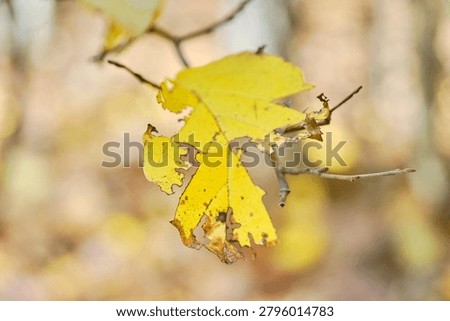 A partially intact leaf on a tree during the fall