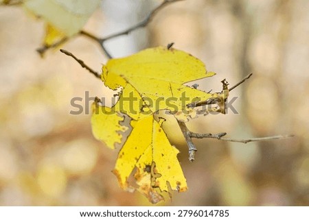 A partially intact leaf on a tree during the fall