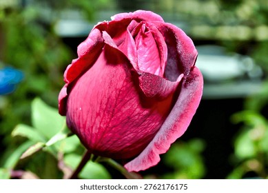 A partially opened deep red rosebud displays velvety, water‑dappled petals against a softly blurred backdrop of green foliage, capturing the delicate beauty of a bloom just before opening.