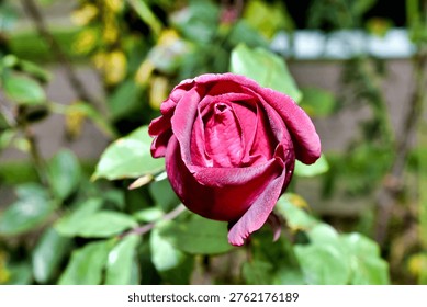 A partially opened deep red rosebud reveals tightly curled, velvety petals touched with fine droplets of moisture, surrounded by soft green foliage in a natural garden setting.
