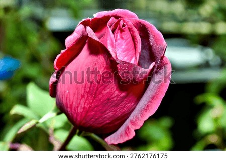 A partially opened deep red rosebud displays velvety, water‑dappled petals against a softly blurred backdrop of green foliage, capturing the delicate beauty of a bloom just before opening.