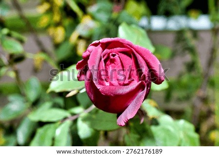 A partially opened deep red rosebud reveals tightly curled, velvety petals touched with fine droplets of moisture, surrounded by soft green foliage in a natural garden setting.