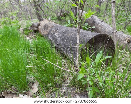 Partially rotten trunks of the fallen trees among the bushes and young grass in a spring forest at overcast morning, close-up in selective focus
