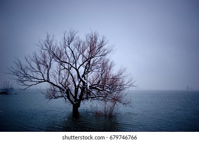 Partially Submerged Tree On Lake Grapevine, Grapevine, TX U.S.