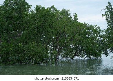 7,924 Submerged trees Images, Stock Photos & Vectors | Shutterstock