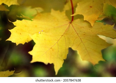 Partially unfocused yellow maple leaf on an abstract natural background, autumn concept. Selective focus. High quality photo