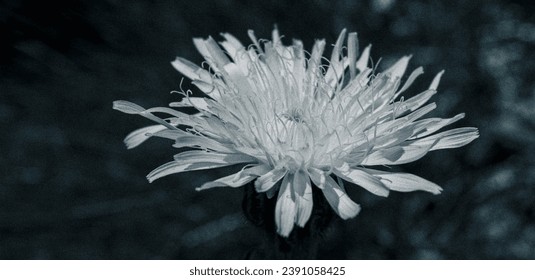 Particular floral background. White flower in the foreground with the dark background out of focus. Panoramic horizontal image. High graininess. - Powered by Shutterstock