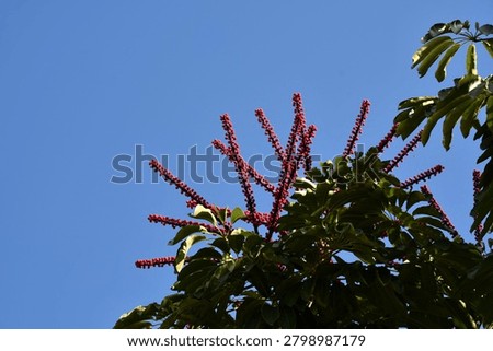 the particular flower of the schefflera tree