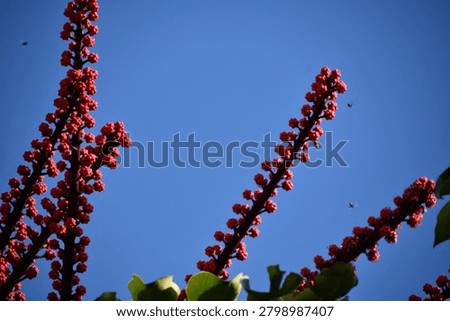the particular flower of the schefflera tree