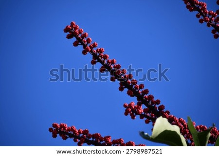 the particular flower of the schefflera tree