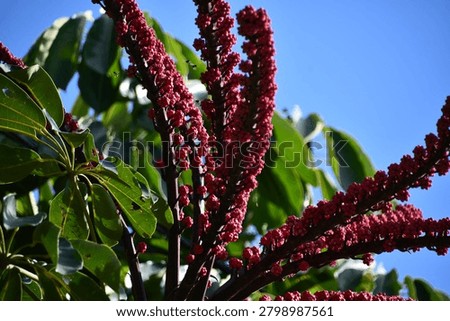 the particular flower of the schefflera tree