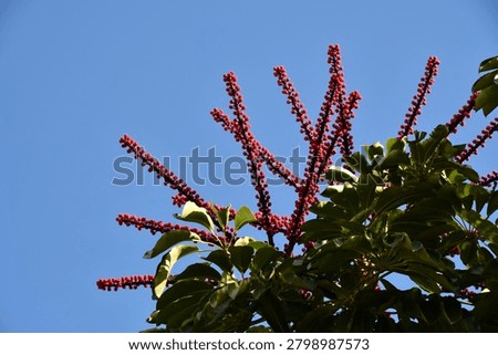 the particular flower of the schefflera tree