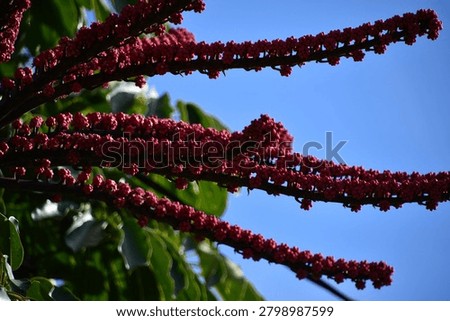 the particular flower of the schefflera tree