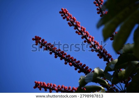 the particular flower of the schefflera tree