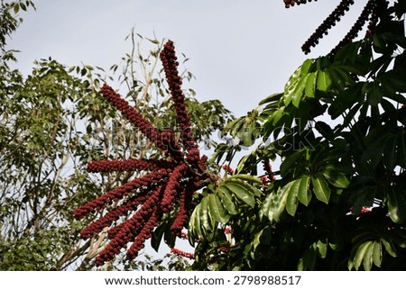 the particular flower of the schefflera tree