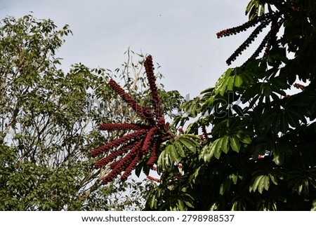 the particular flower of the schefflera tree