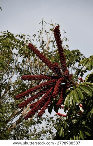 the particular flower of the schefflera tree