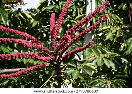 the particular flower of the schefflera tree