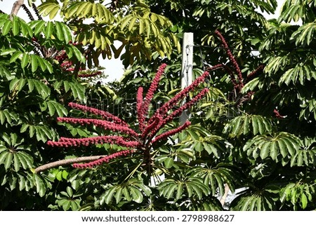 the particular flower of the schefflera tree