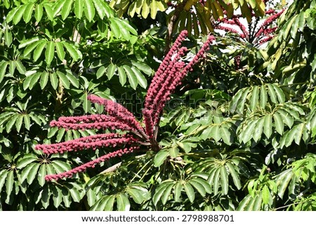 the particular flower of the schefflera tree