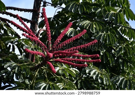 the particular flower of the schefflera tree