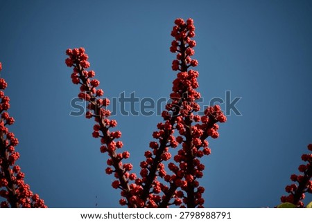 the particular flower of the schefflera tree