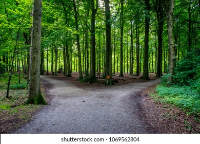 Parting of a road at Haagse Bos, forest in The Hague, Netherlands, Europe