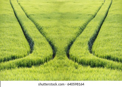 Parting, or Two different ways. Bright green field with traces of wheels leading in opposite directions. Abstract background with concept of divergence.