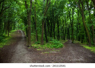 Parting of the ways in a green summer forest.
