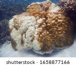 Partly bleached brain coral colony under the tropical sea of Karimunjawa, Central Java, Indonesia. High temperature induced coral bleaching in Java Sea Coral Triangle in January-February 2020.