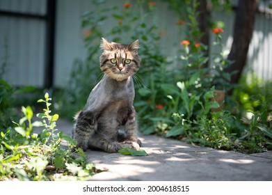 Partly Bold Cat After Grooming