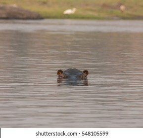 A partly submerged hippopotamus (Hippopotamus amphibius), or hippo, its eyes and ears only above the water, looking toward the camera at dusk. Chobe River, Chobe National Park, Botswana, Africa.