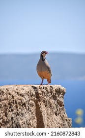 Partridge Bird In Cape Sounion