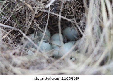 Partridge Bird Mountain Bird Egg