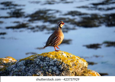 A Partridge Bird On A Rock By The Sea As The Sun Sets. Tresco, Isles Of Scilly, UK