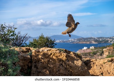 Partridge In Nature. Wild Red Legged Partridge In Natural Habitat. Game Bird Flying Over A Rock, Blue Sea And Sky Background, Cape Sounio Area Attica Greece