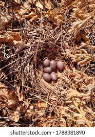 Partridge Nest With Eggs In A No-till Soybean Crop