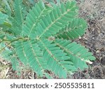 The Partridge Pea (Chamaecrista fasciculata) is a native North American wildflower known for its bright yellow, pea-like flowers and fern-like foliage. It typically grows in prairies and open fields.