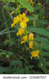 Partridge Pea And Leaves