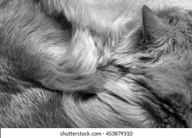 Parts Cats Body Cat Fur Texture Stock Photo 453879310 | Shutterstock