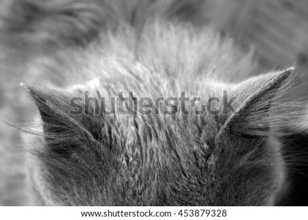 Similar – fur ball Brunette