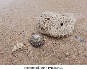 Parts Coral Reefs Cocoons That Washed Stock Photo 1915665421 | Shutterstock