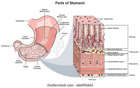 Sphincter Images, Stock Photos & Vectors | Shutterstock