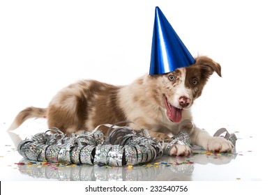 Party Dog