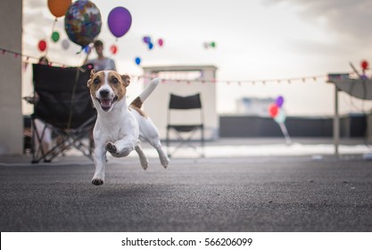 Party With Dog